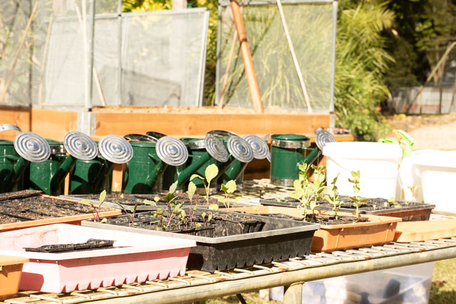 Sprouting seedlings.jpg