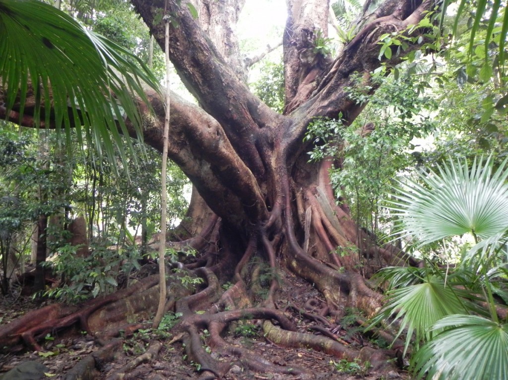 Fig tree
