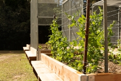 Veggie gardens